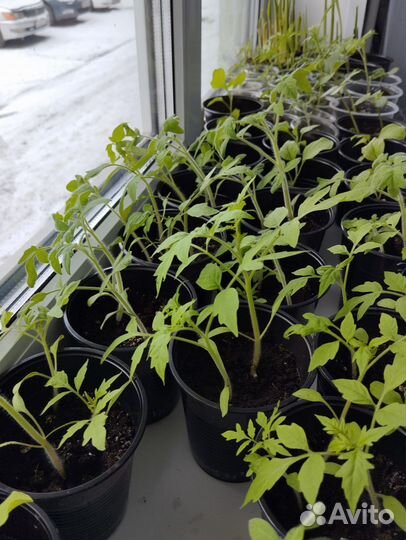Рассада помидор