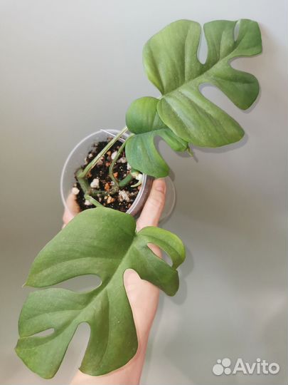 Рафидофора тетрасперма, сциндапсус треби