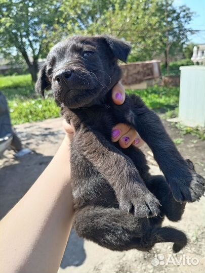 Щенки обычные