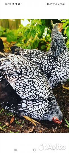 Цыплята виандот серебро чёрноокаймлённый