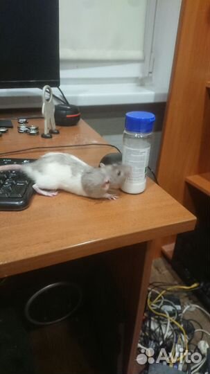 Декоративная крыса