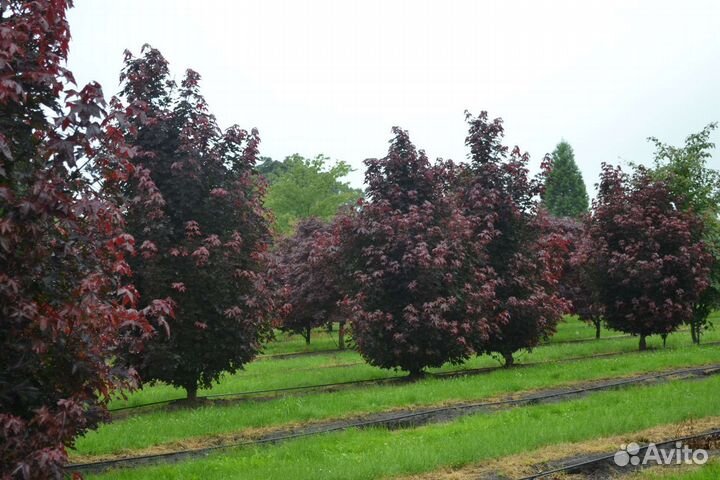 Клён Кримсон Сентри 3м