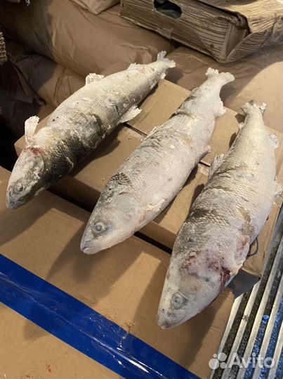 Омуль свежемороженый