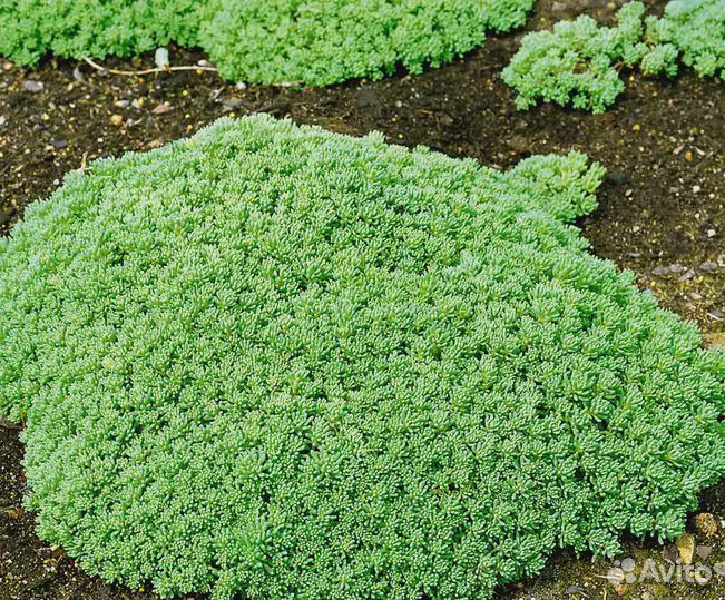 Седум Лизард