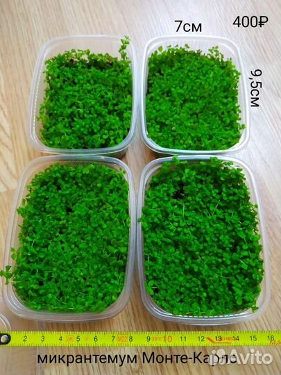 Растения для флорариума 1