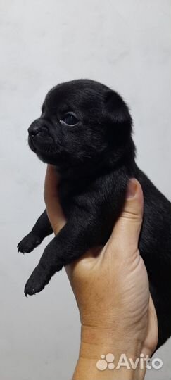 Много чихов (мальчики)