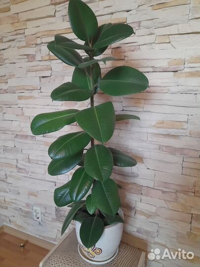 Фикусы для дома и офиса