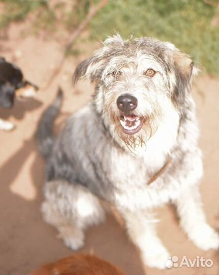 Ива в поисках дома