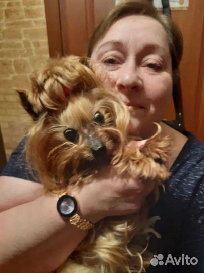 Передержка животных