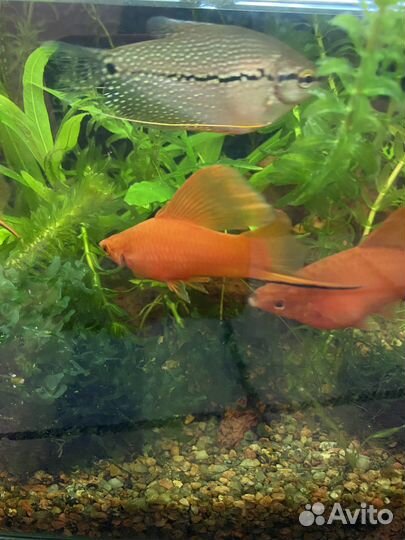 Флаговый меченосец