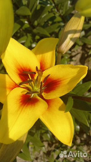 Лилии свежая срезка