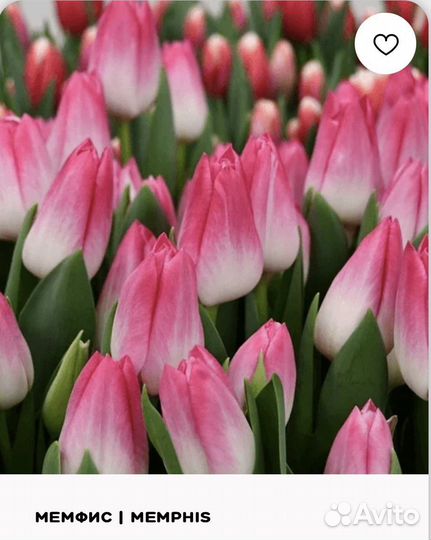 Тюльпаны с Доставкой к 8 марта