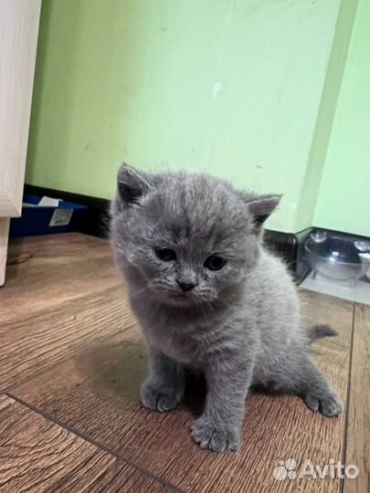 Шотландские котята