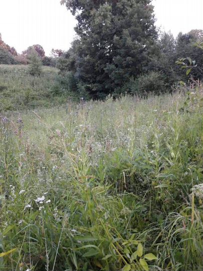 Участок 35 сот. (ИЖС)