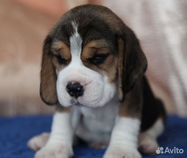 Щенки бигль