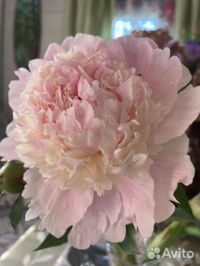 Саженцы пиона Энджел Чикс