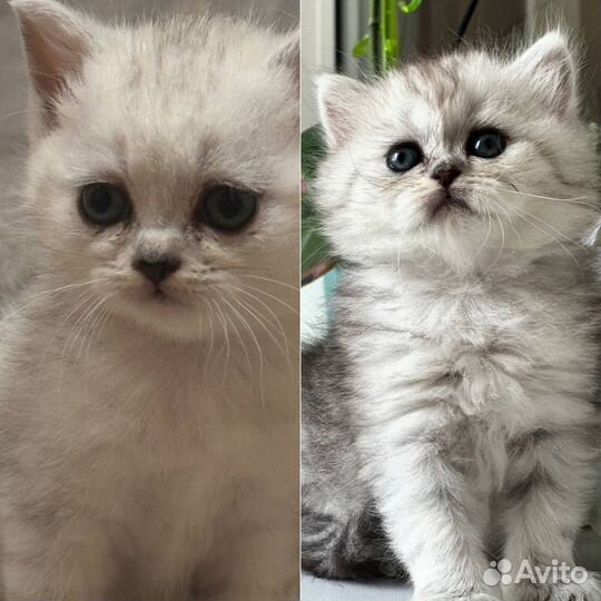 Пушистое чудо