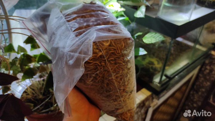 Мучной червь, замороженный корм для животных