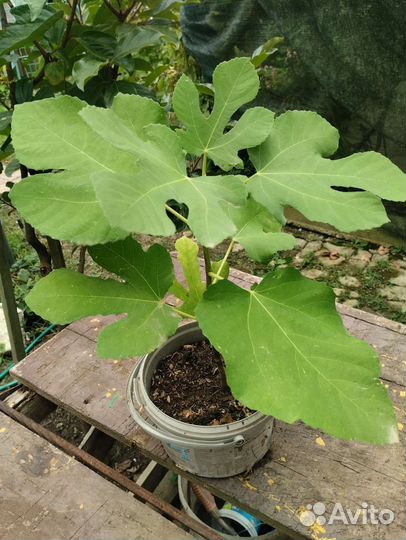 Саженцы инжира 2-3года Брунсвик