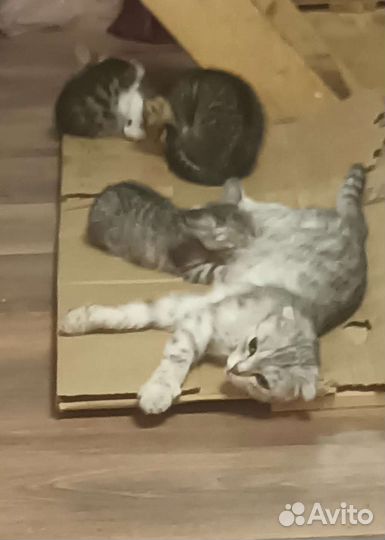 Шотландские котята