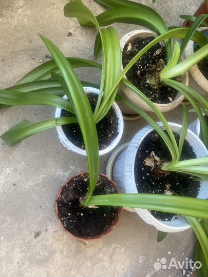 Гиппеаструм