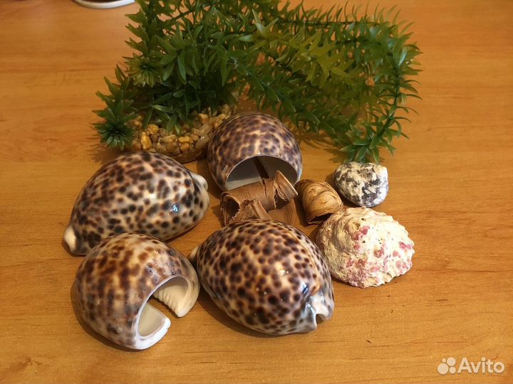 Камни для декора, ракушки, иск. растения