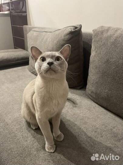 Бурманская