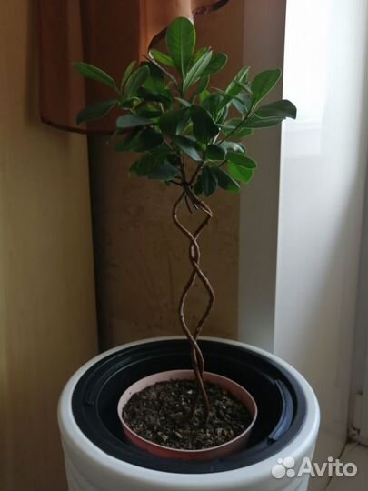 Эффектные комнатные растения