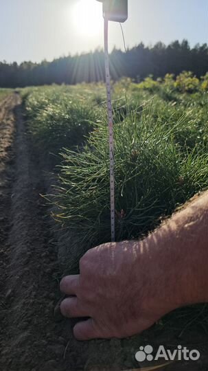 Сеянцы сосны окс от производителя