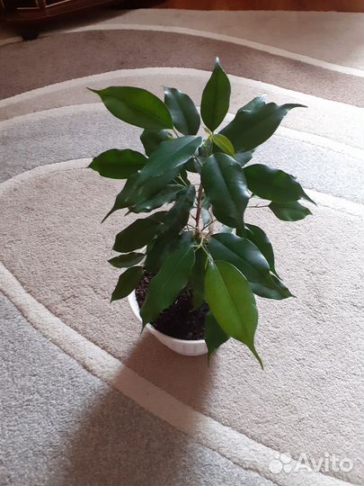 Комнатные цветы