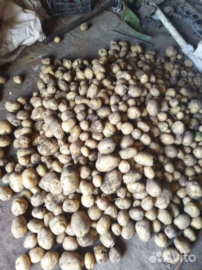 Продам картофель