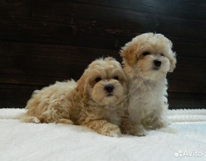 Щенки мальтипу