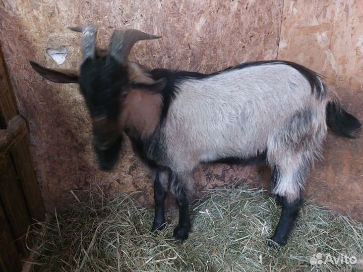 Продам козла