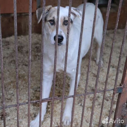 Трусишка Зевс