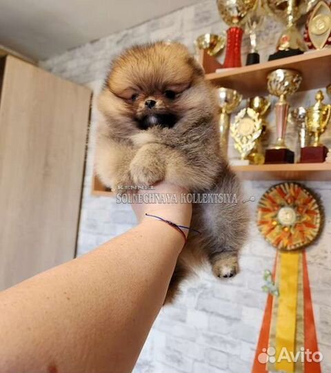 Щенки шпица pomeranian медвежата