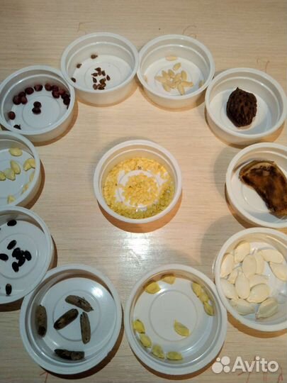 Гербарий (семена) ок.Радуга парка