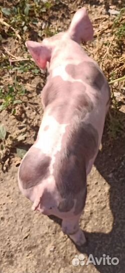 Чистопородные Пьетрен Макстер на племя