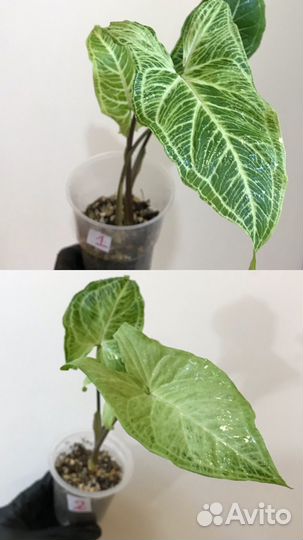 Сингониум 7 видов