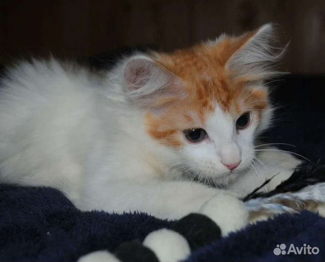 Котик, почти 3 месяца, в добрые руки