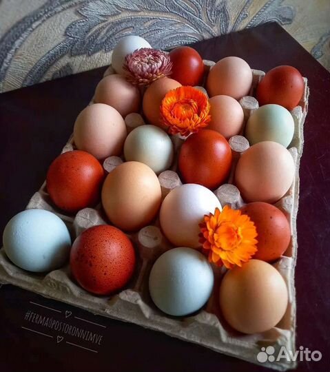 Домашние куриные яйца