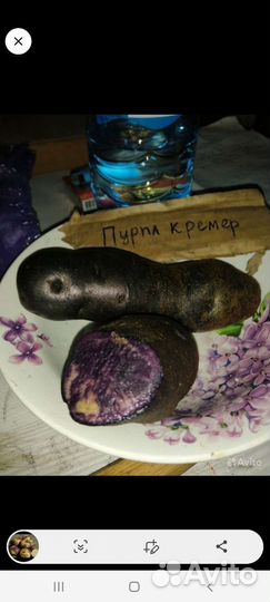 Картофель с цветной мякотью и традиционный