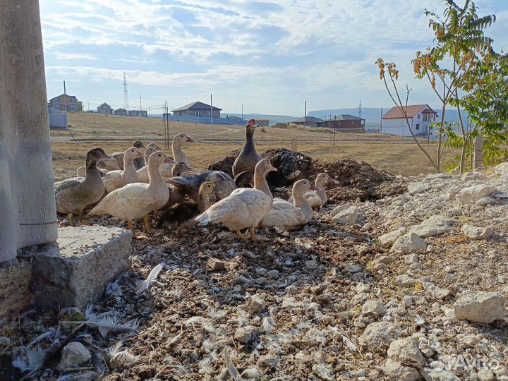 Мускусные утки тяжёлой линии