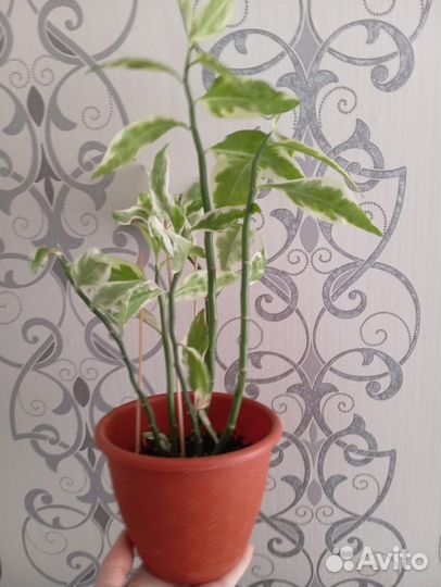 Педилантус