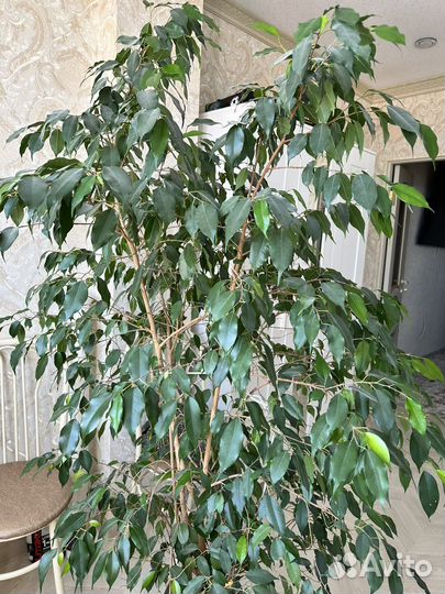 Фикус бенджамина