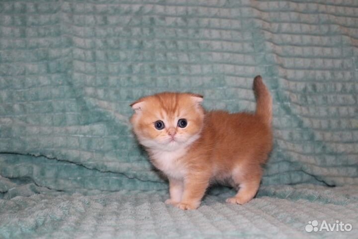 Шотландские котята