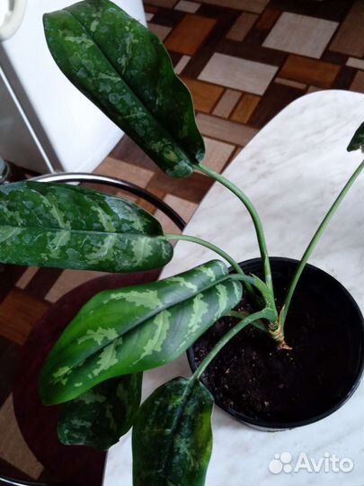 Аглаонемы и спатифилум Даймонда