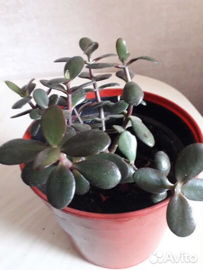 Толстянка , денежное дерево