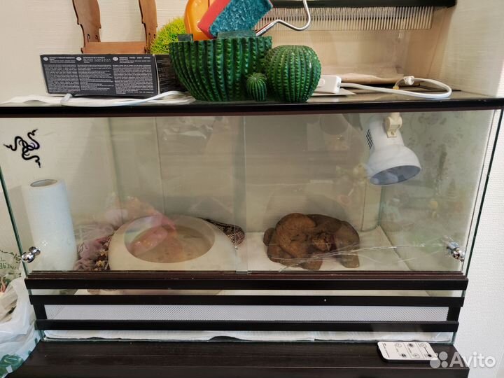 Калифорнийская королевская змея