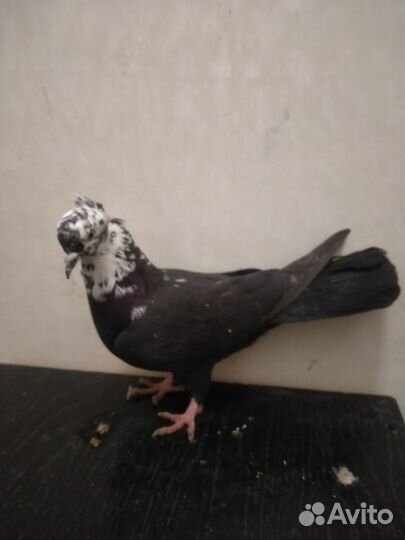 Бакинские бойные голуби Чили