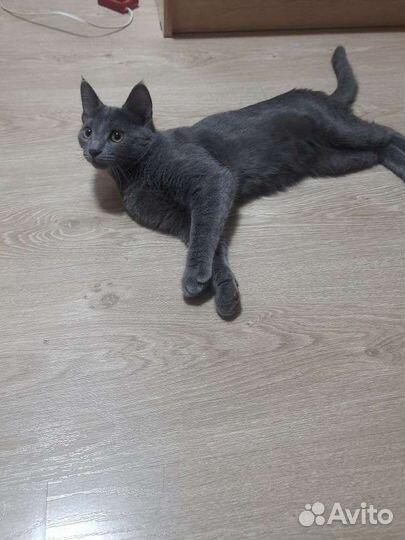 Кошки в добрые руки